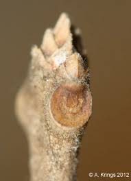 Image result for Chionanthus niloticus