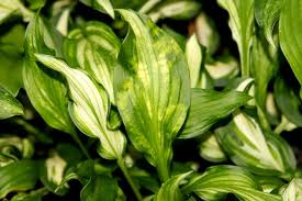 We did not find results for: Diseases Of Hosta Plants Learn About Hosta Plant Problems And Treatment