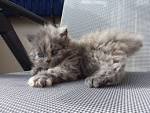 Selkirk Rex Cat Breed Information, Pictures ...