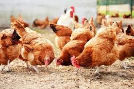 Mais Comment S Occuper D Une Poule Que Mange Une Poule L Alimentation D Une Poule Reste Tres Simple Mai En 2020 Alimentation Poule Poule Pondeuse Poulets D Elevage