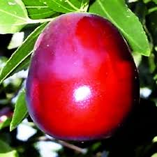 Curcuma, zenzero e cannella nella bevanda; Giuggiolo Proprieta Ziziphus Jujuba Suan Zao Ren Agopuntura