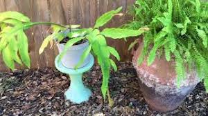 Choose cactus soil or mix potting soil with sand, pumice, or perlite. Cereus Night Blooming Dutchman S Pipe Cactus Youtube