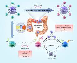 Frontiers | Neoadjuvant Immunotherapy for MSI-H/dMMR Locally Advanced  Colorectal Cancer: New Strategies and Unveiled Opportunities