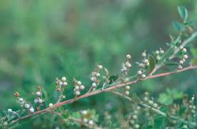 Image result for Indigofera erythrogramma