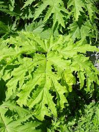 Il panace di mantegazza (pronuncia pànače) o di mantegazzi o panace gigante (heracleum mantegazzianum sommier & levier, 1895) è una pianta della famiglia delle apiaceae, originaria del caucaso. Scheda Ipfi Acta Plantarum Heracleum Mantegazzianum