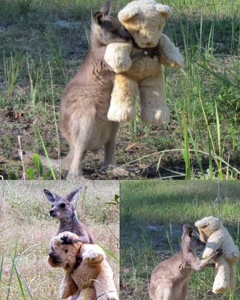 In a beautiful and poignant moment, an orphaned kangaroo was spotted  carrying around a teddy bear for comfort. It shows that even wild animals,  much like humans, need love and affection to
