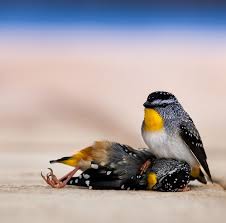 Bird Flying Into Window Meaning Pin On Animal Kingdom Wildlife