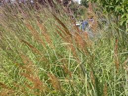 Image result for Sorghastrum stipoides