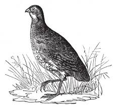 You can download and print this california quail coloring pages,then color it with your kids or share with your friends. Quail Free Vector Eps Cdr Ai Svg Vector Illustration Graphic Art