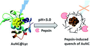 Find out how it works, whether you will benefit from supplements, and which food sources boost it. Scissor Based Fluorescent Detection Of Pepsin Using Lysozyme Stabilized Au Nanoclusters Analytical Methods Rsc Publishing