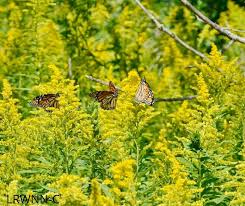 Image result for Striga linearifolia