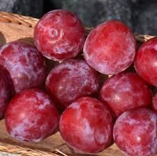 Image result for Prunus