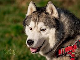 The haus zum rüden (or for short: Siberian Husky Kennel Colours Of The Night Facebook