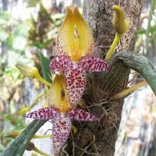 Orkid ni hubby bawak balik dr rumah emak mertua. Bulbophyllum Macranthum Bulbophyllum Species Orkid Hutan Shopee Malaysia