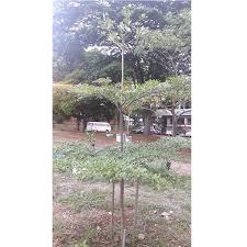 Image result for Terminalia neotaliala