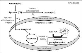 We did not find results for: Energy Production Pathways In Animal Cells Download Scientific Diagram