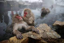 These Monkeys Are Having The Best Spa Day Ever Snow Monkey Japanese Macaque Monkeys In Hot Springs