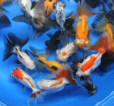 Get the best deals for butterfly telescope goldfish at ebay.com. 7 Of The Best Pond Goldfish To Spruce Up Your Garden Ponds Aquariumstoredepot