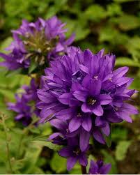 Clustered Bellflower Campanula Glomerata Superba Alpine Flowers Purple Flowers Birth Flowers