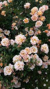 The temperatures that make rose bushes freeze can vary depending on the cultivar you choose. A E S T H E T I C S