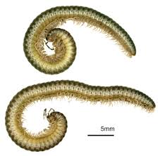 Image result for Liparis mulindana