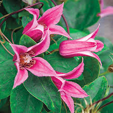 From 200 to 300 cm Clematis Duchess Of Albany Buy Clematis Vines Spring Hill Nurseries