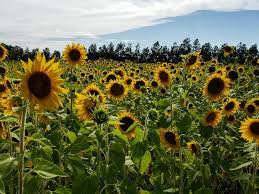 You will have the opportunity to take a bouquet of 5 sunflowers home. Sunflower Fields Near Orlando Orlando On The Cheap