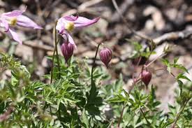 Image result for Clematis villosa