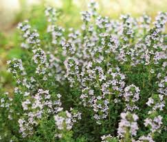 Fr?quence arrosage thym en pot. Thym Culture Entretien Et Recolte Du Thym
