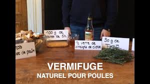 Vermifuge Naturel Pour Poule Youtube Voliere Kippen