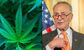 Born november 23, 1950) is an american politician serving as senate majority leader since january 20, 2021. Chuck Schumer Lists Marijuana As A Priority In First Post Election Cannabis Comments Marijuana Moment