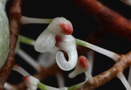Image result for Rhipidoglossum burttii
