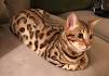 Bengal Kittens & Cats for Sale Near Me | Wild & Sweet Bengals