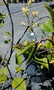 Image result for Wrightia natalensis