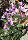 Image result for Polygala ohlendorfiana