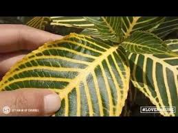 Memberi Nama Indonesia Bagi Tanaman Hias Sanchezia Speciosa Cacak Gading Youtube Tanaman Daun Hijau