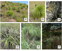 Image result for Xerophyta zambiana