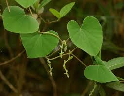 Image result for Cissampelos