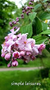 Image result for Deutzia x hybrida ′Mont Rose