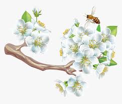 We did not find results for: Transparent Flower Pdf Hd Png Download Kindpng