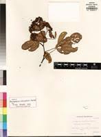 Image result for Dalbergia obovata