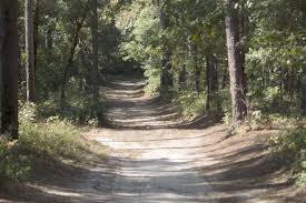Hitchcock Woods Aiken Sc Landscape Aiken South Carolina Country Roads