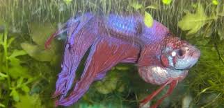 Fearing it was ich, i dropped a quarter of a lifeguard tablet in the bowl and poured in some carefully measured aquarium salt. How Do You Know If Your Betta Fish Is Sick Remedies Betta Fish World