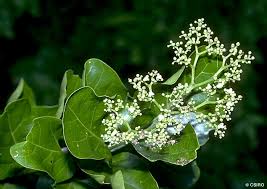 Image result for Premna serratifolia