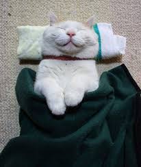 12 cats with the biggest smiles mom me happy cat japanese cat cute cats and dogs