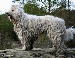 Adopting a komondor should be seen as a lifetime commitment to the dog. Komondor Hunderasse K Hundeseite De