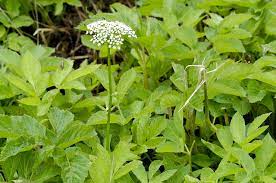 Zevenblad (aegopodium podagraria) is een vaste plant uit de schermbloemenfamilie (umbelliferae of apiaceae). Zevenblad De Verrukkelijke Tuinterrorist