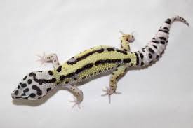 900 x 596 jpeg 25 кб. Selectively Breeding A Trait Bold Stripe Leopard Geckos Gecko Time Gecko Time