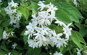 The country has its strengths for cut flower production. It S About Blooming Time Philippine Orchid Finally Gets Its Due