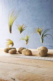 Tillandsien Luftpflanzen Richtig Pflegen Und In Szene Setzen Mit Draht Und Steine Deko Ideen Luftpflanzen Pflege Luftpflanzen Pflanzen